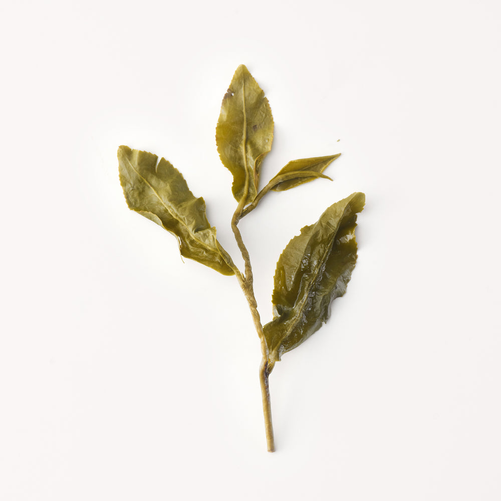 Taiwan Jinxuan Oolong Tea(Milky Oolong) 金萱 台湾奶香乌龙