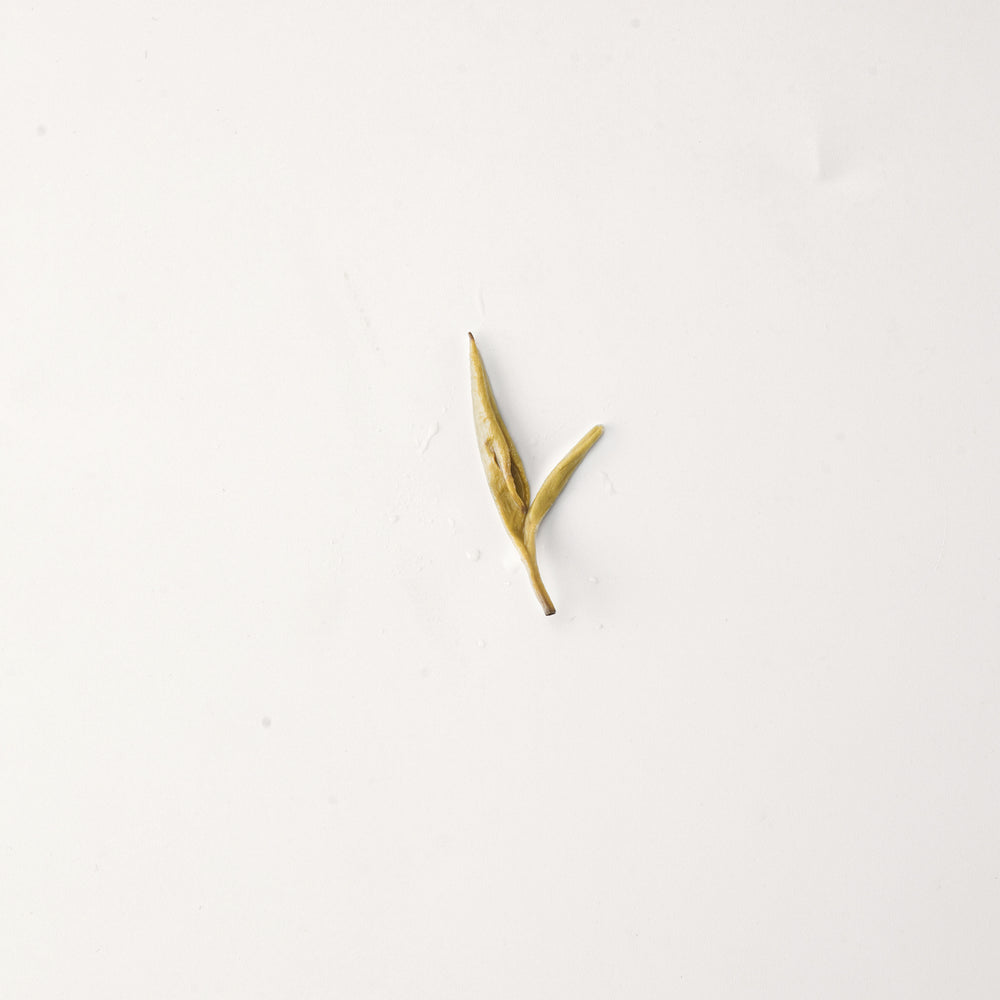 Jasmine Silver Needle 茉莉白毫