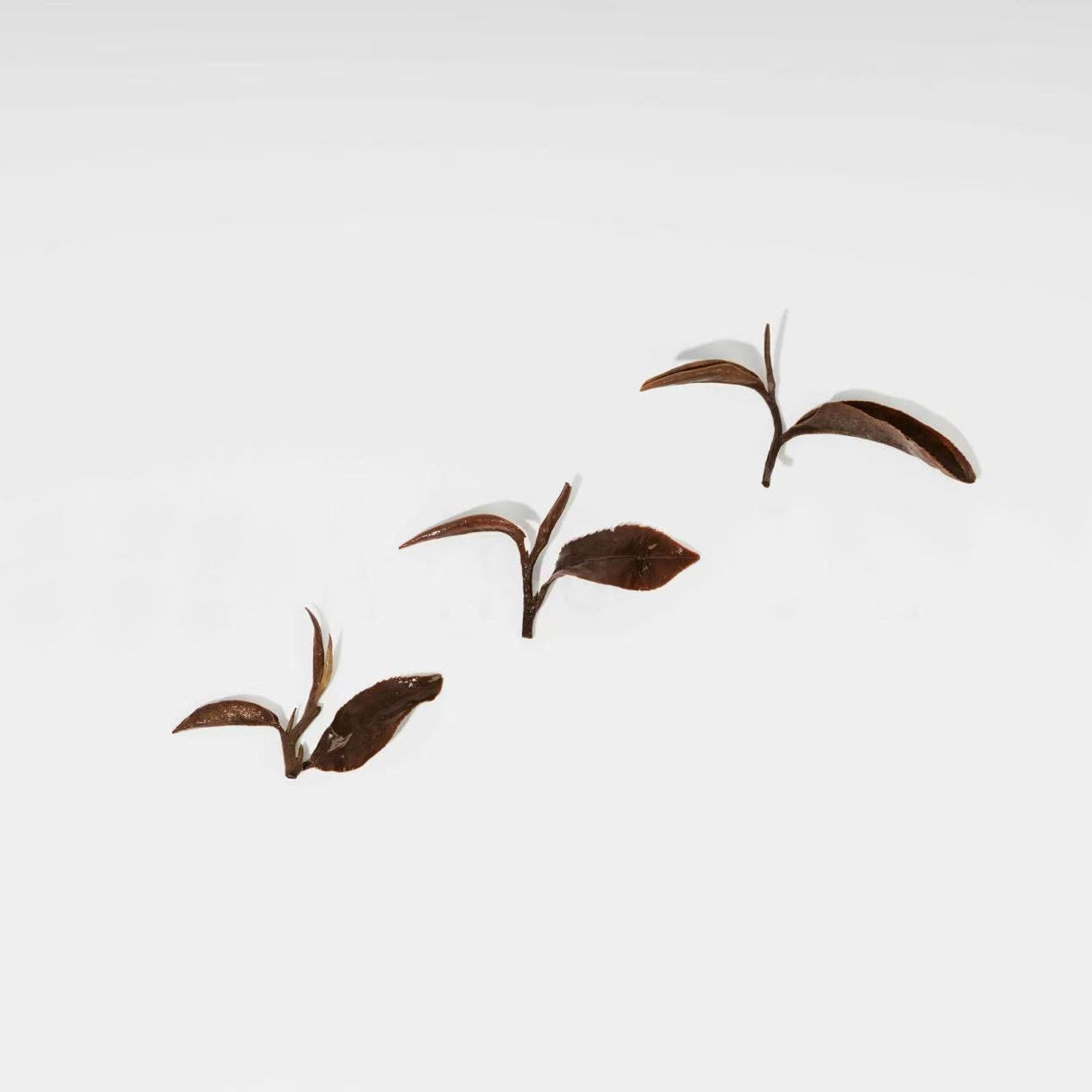 Oriental Beauty Tea 经典 东方美人