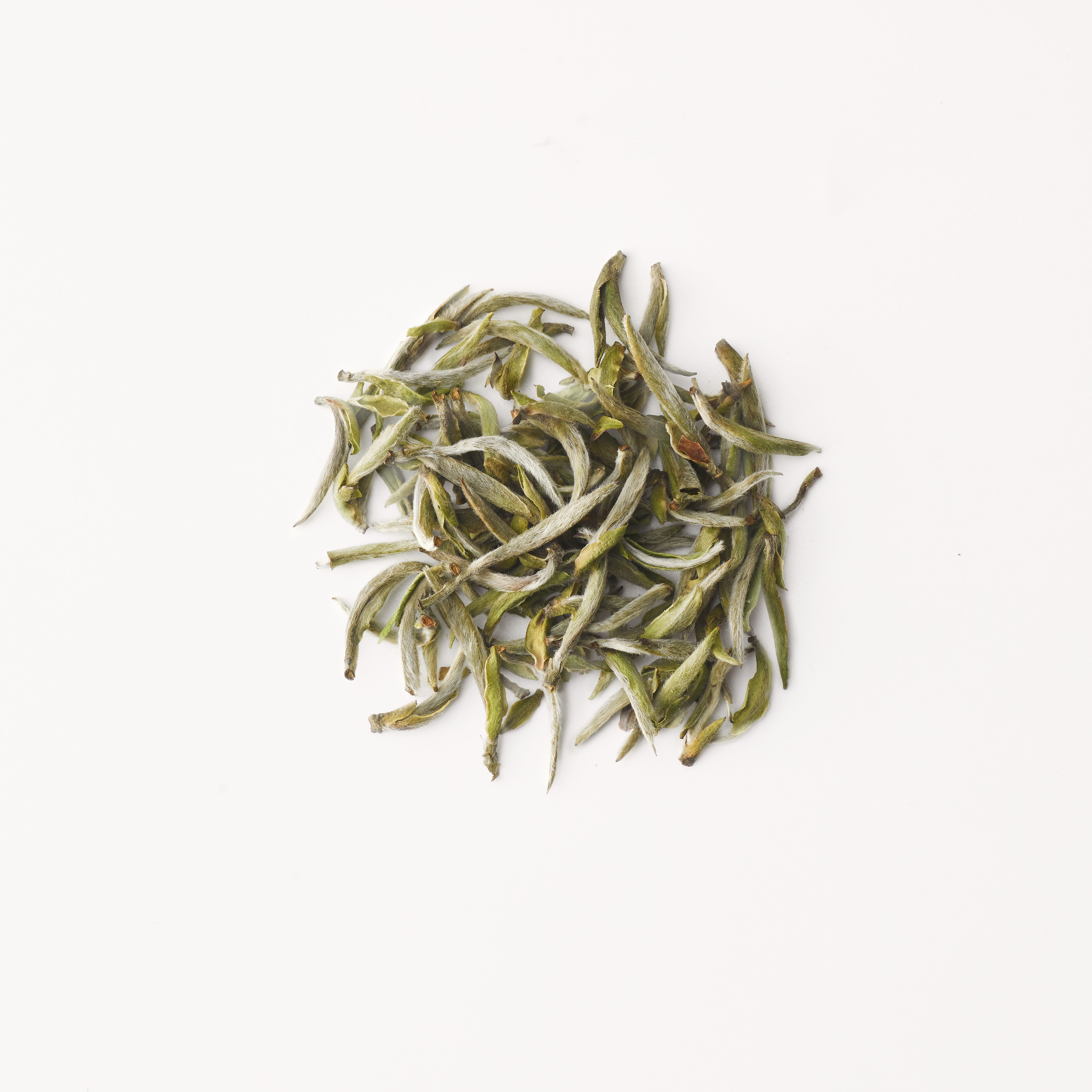头采白毫银针| 赵赵的茶| 邀您共享茶文化– ZhaoTea – ZhaoTea LLC USA