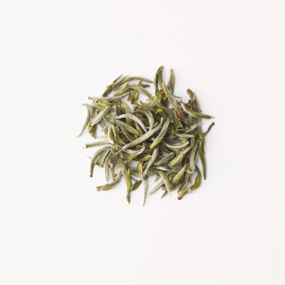 First-Pick Silver Needle 头采白毫银针