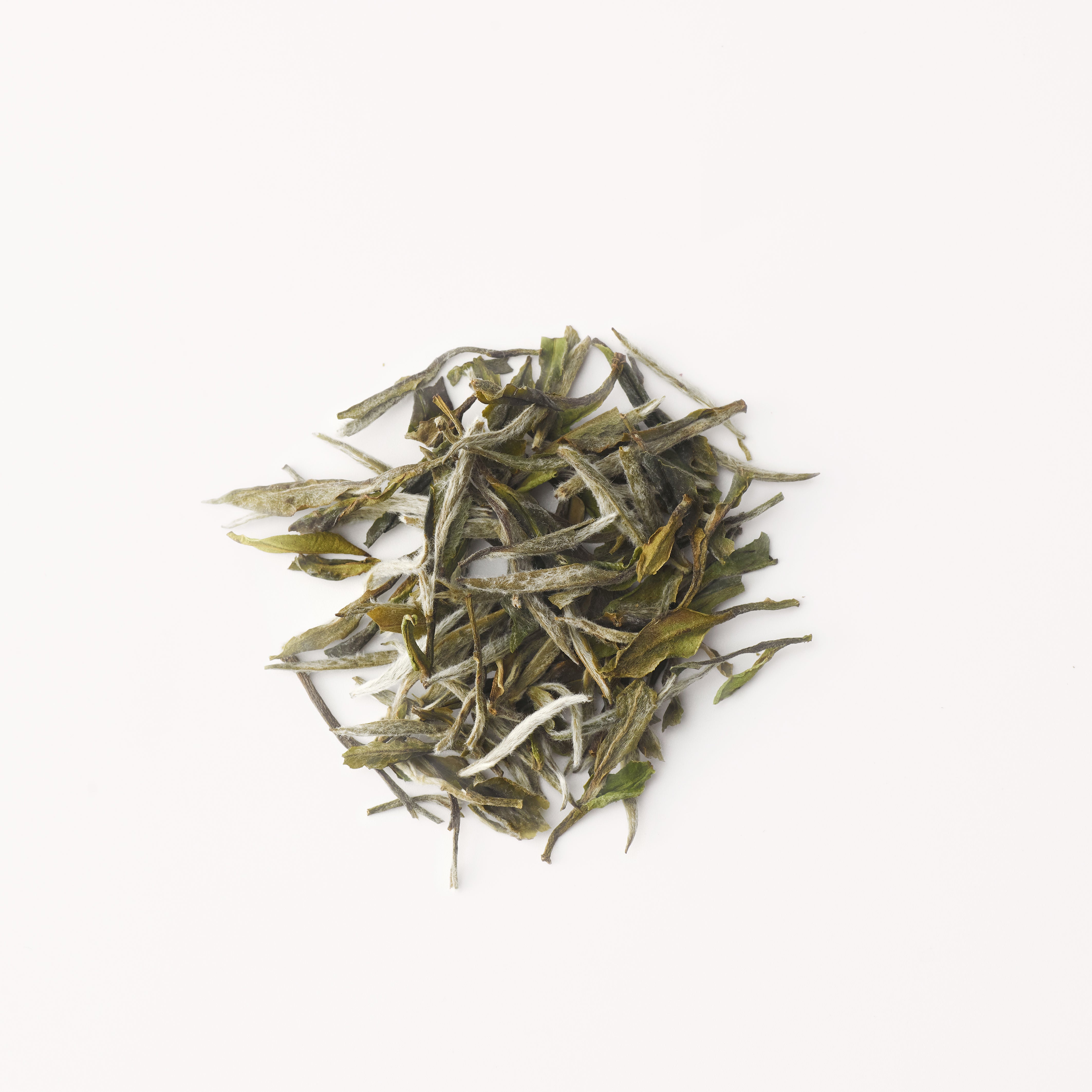 Aromatic White Peony 花香白牡丹- ZhaoTea – ZhaoTea LLC USA