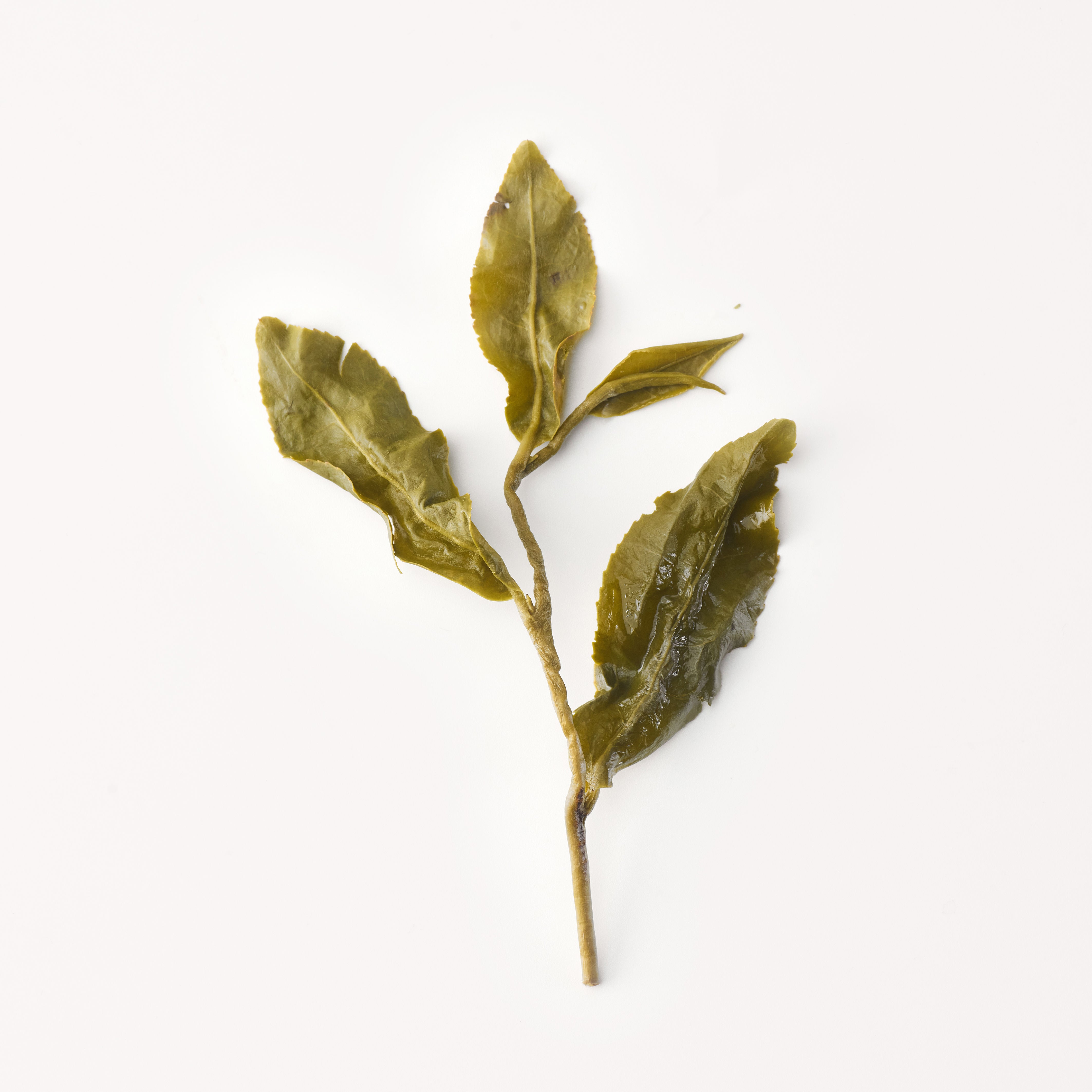 Taiwan Jinxuan Oolong Tea 金萱 - ZhaoTea – ZhaoTea LLC USA