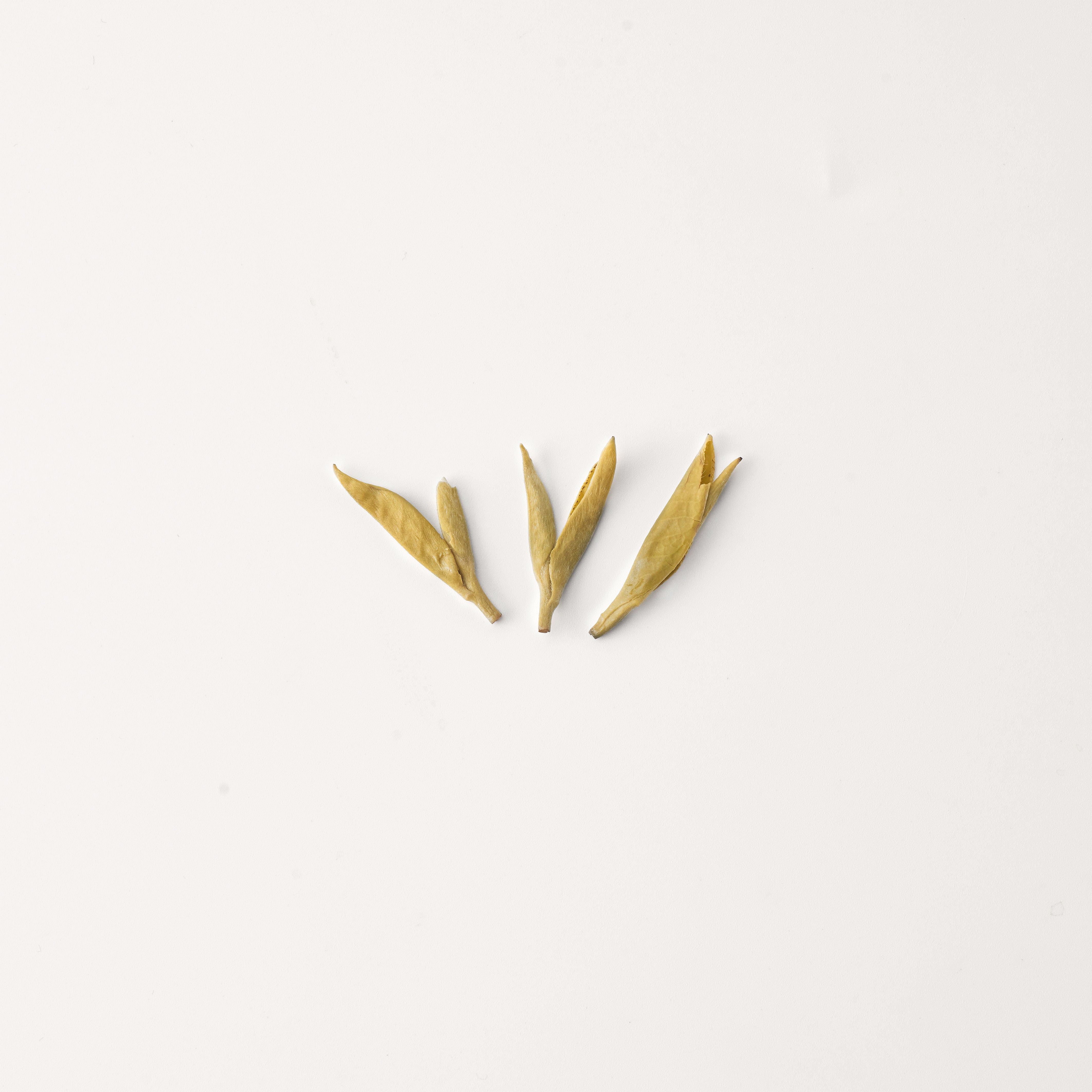 Jasmine Silver Needle King 九窨茉莉针王 - ZhaoTea – ZhaoTea LLC USA