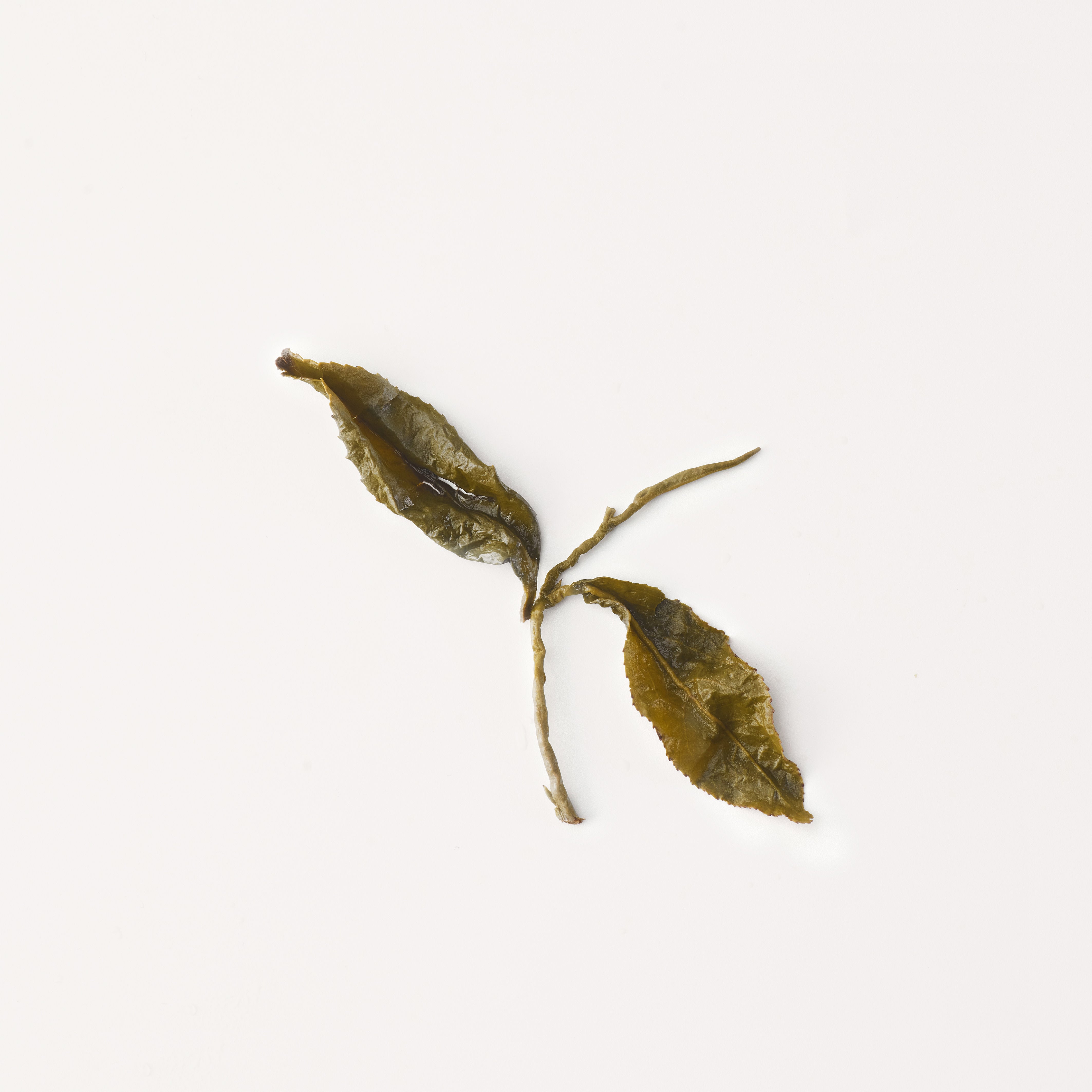 Taiwan DongDing Oolong 冻顶乌龙 - ZhaoTea – ZhaoTea LLC USA