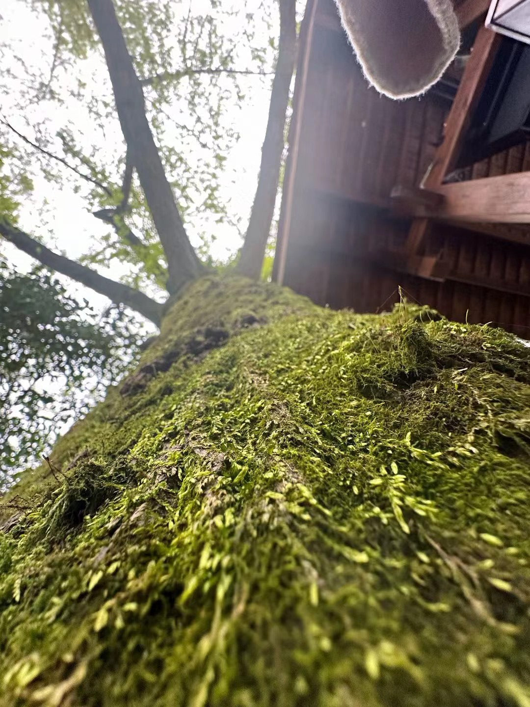 Wuyi Rock Tea | Shuixian 武夷岩茶·正岩水仙