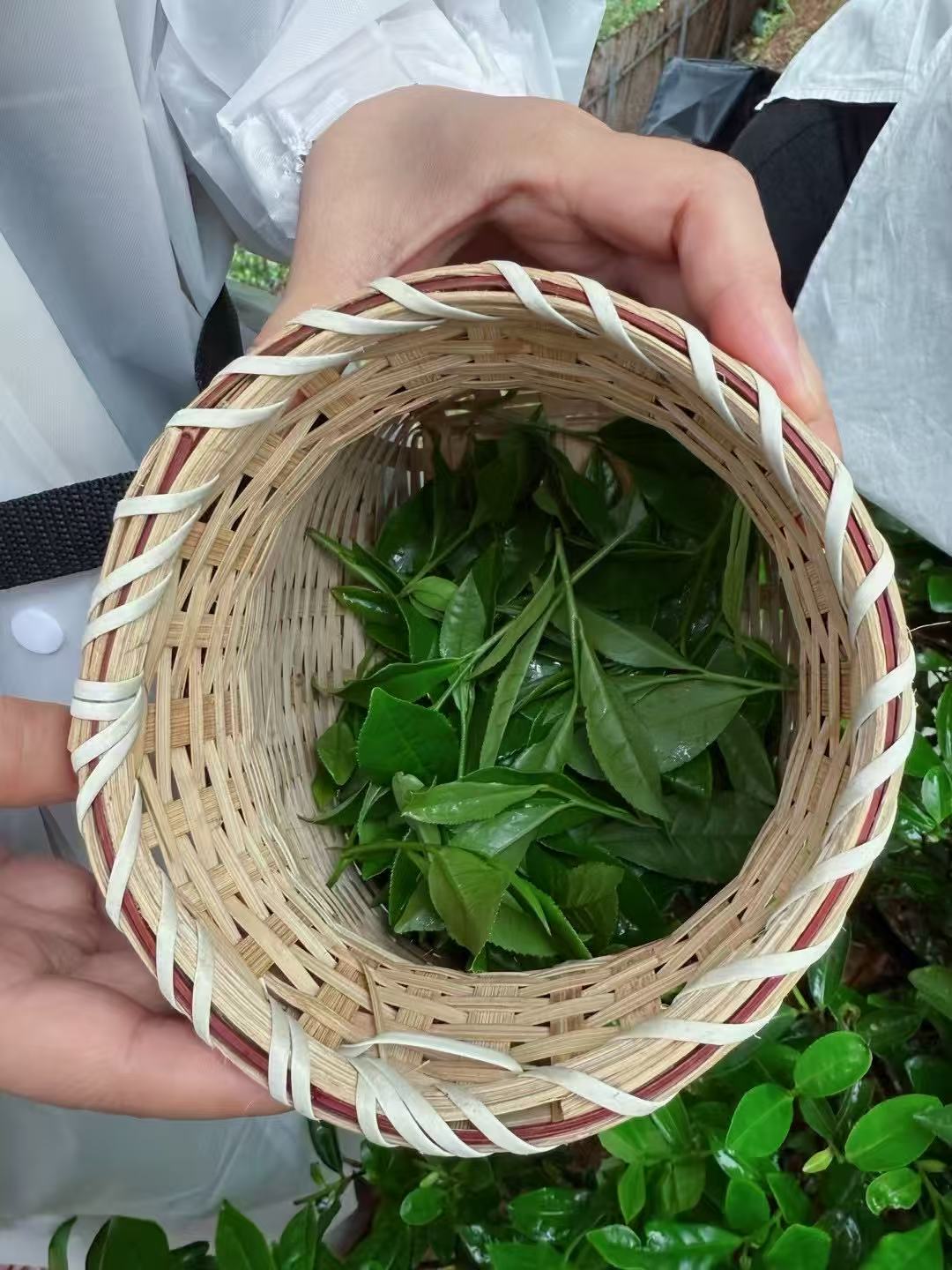 Wuyi Rock Tea | Da Hong Pao（Big Red Robe）武夷岩茶·正岩大红袍