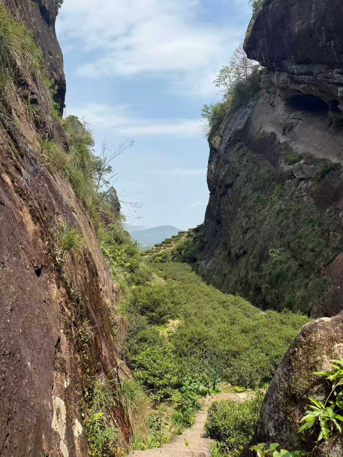 Wuyi Rock Tea | Rougui 武夷岩茶·正岩肉桂