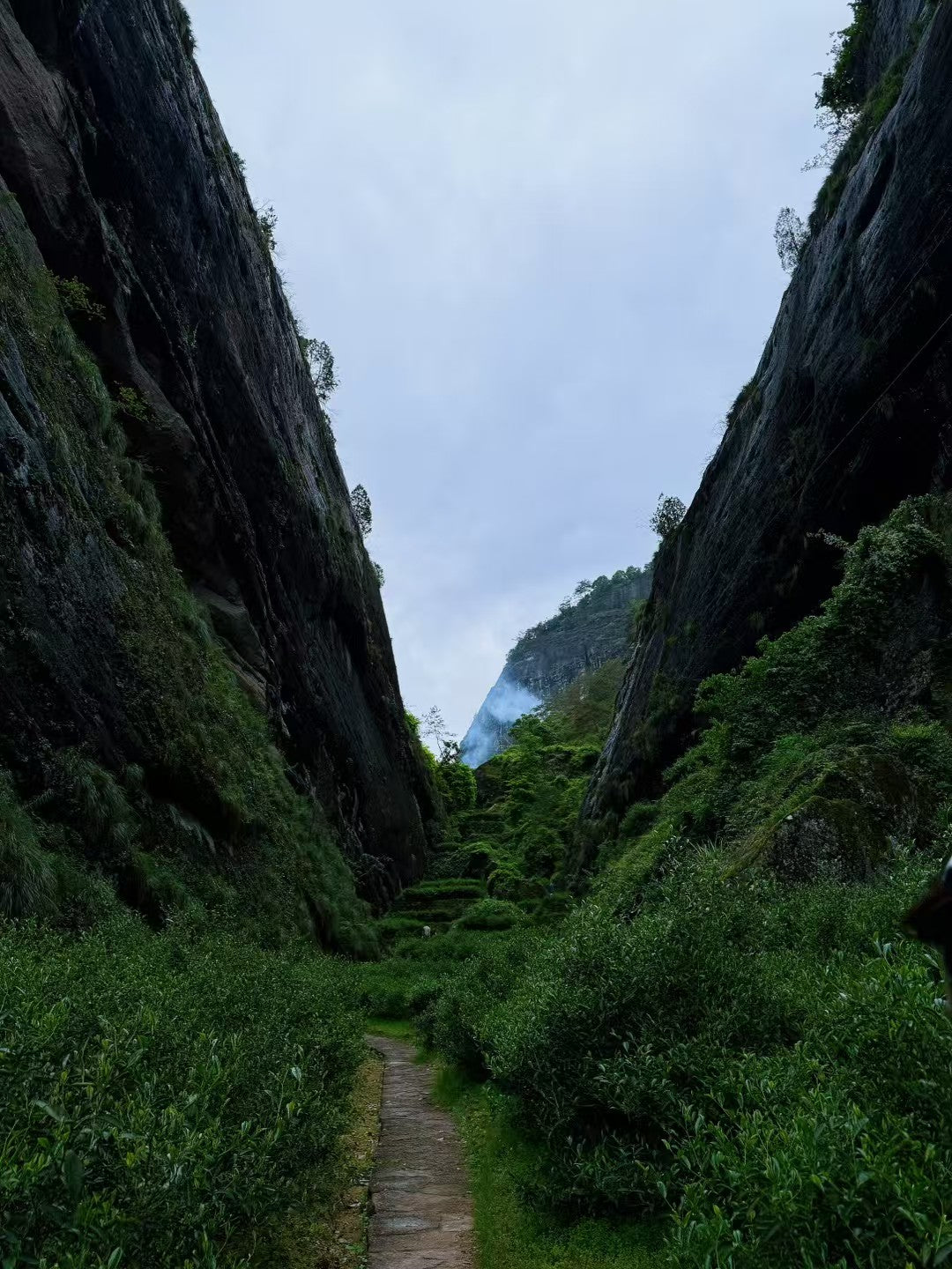 Wuyi Rock Tea | Da Hong Pao（Big Red Robe）武夷岩茶·正岩大红袍