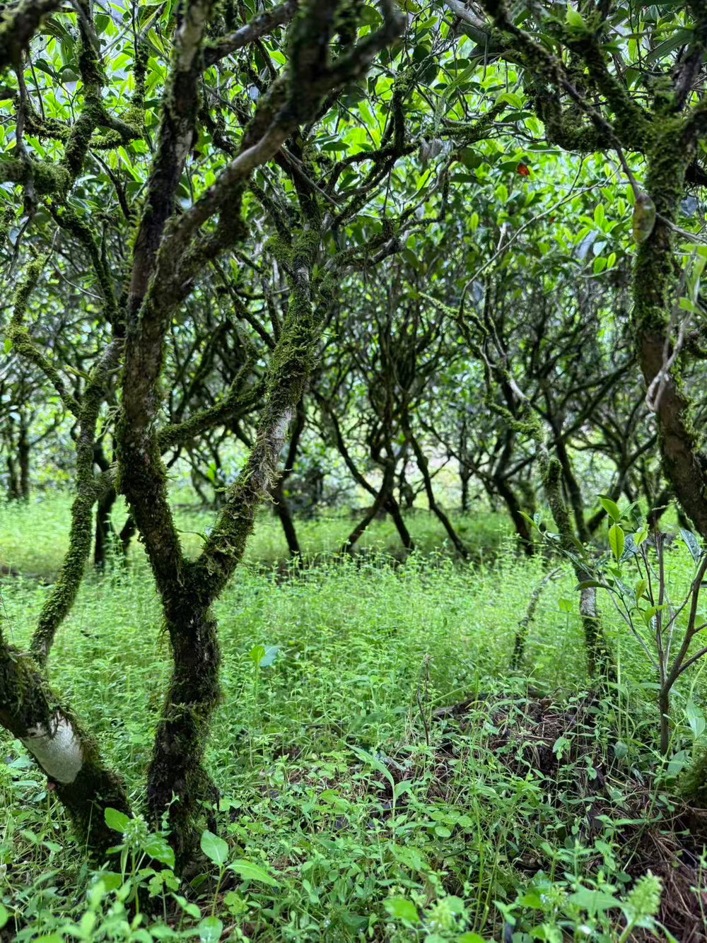 Wuyi Rock Tea | Shuixian 武夷岩茶·正岩水仙