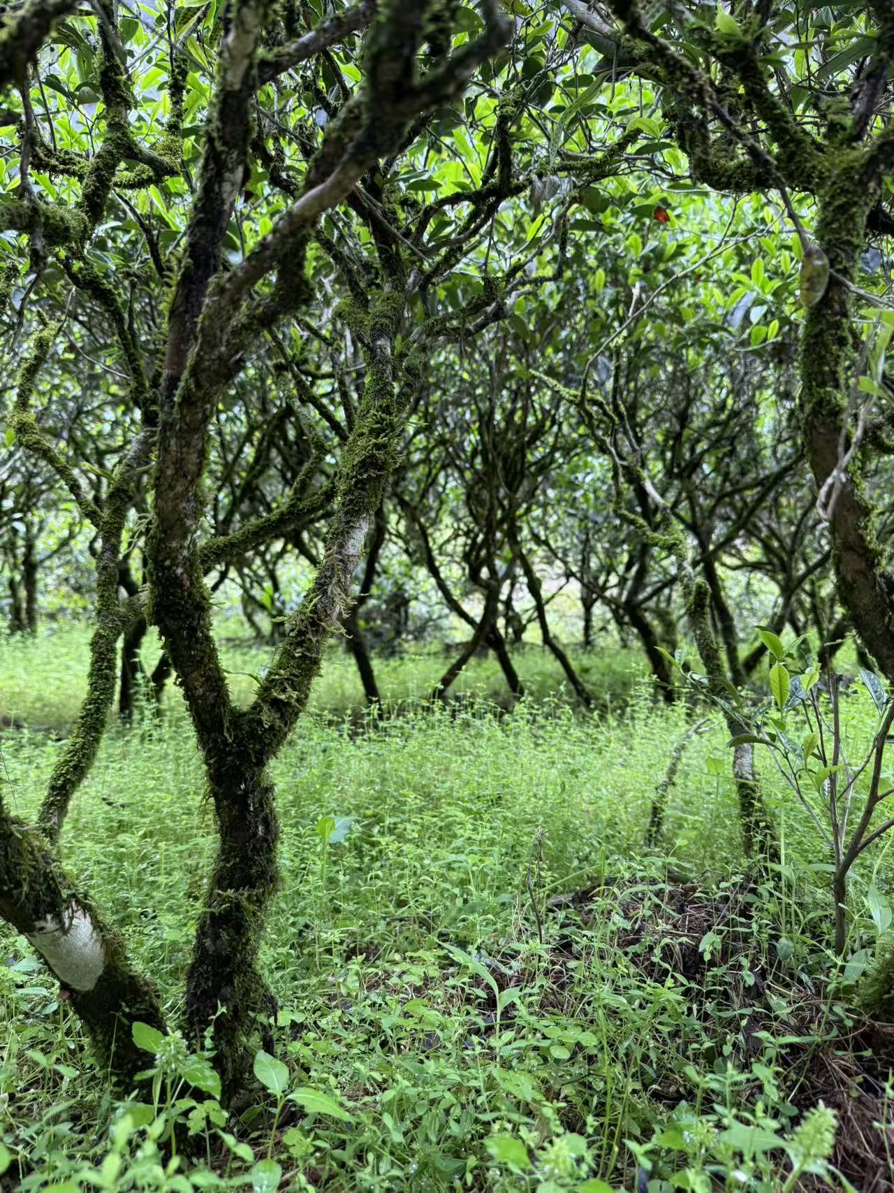 Wuyi Rock Tea | Shuixian 武夷岩茶·正岩水仙