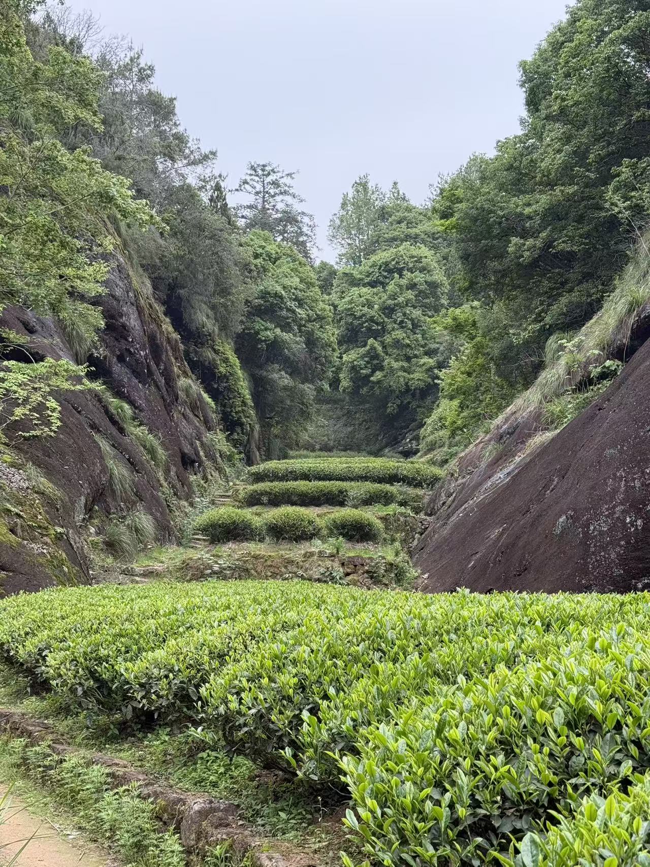 Wuyi Rock Tea | Rougui 武夷岩茶·正岩肉桂